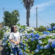 제주도 6월엔 수국보러 가야지! 사진찍기 좋은 제주 수국명소 모음