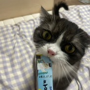[고양이 츄르] 쿠팡에서 구매한 짜먹는 후코이단 리뷰