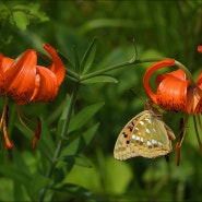 털중나리 꽃에 찾아온 긴은점표범나비