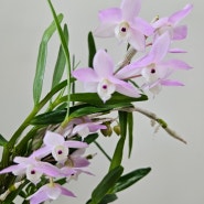 Dendrobium aduncum 덴드로비움 아던컴 [구상석곡]