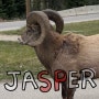 [캐나다여행] Day4 :: 멀린캐년 Wilderness Kitchen 갔다가 허탕치고 Jasper Pizza 🍕 재스퍼 맛집 화덕 피자💕 (야생동물 대파티)