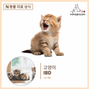 평택동물병원 고양이 IBD 진료 케이스 [엔케어동물의료센터]