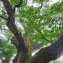남양주 운길산 500년 된 은행나무로 유명한 절 수종사
