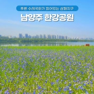 서울근교 5월 꽃구경 남양주 한강공원 삼패지구 수레국화 실시간