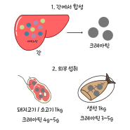 크레아틴이 작용되는 원리 한번에 이해하기