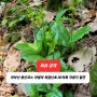 [최초 공개] 아차산 등산코스 야생의 옥잠난초 30여촉 자생지 발견