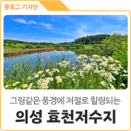 경북 의성 숨은 풍경 맛집 '효천저수지'