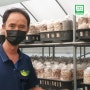 생표고버섯 무농약 참나무 톱밥으로 재배된 버섯