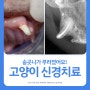 [부산 고양이 치과] 고양이 송곳니 부러짐, 신경치료로 치아 살릴 수 있어요!