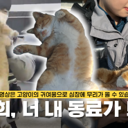 고영희! 너 내 동료가 돼라! 🐱🧀