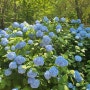 파란 색깔의 수국의 꽃말 찾아봄