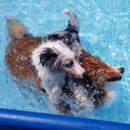 강아지 수영 물놀이 올바른 강습 방법
