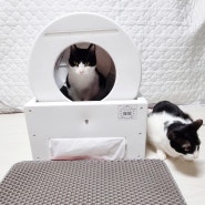 고양이자동화장실 추천 깨끗하고 편리한 다묘가정 필수품 딩딩 로봇 화장실