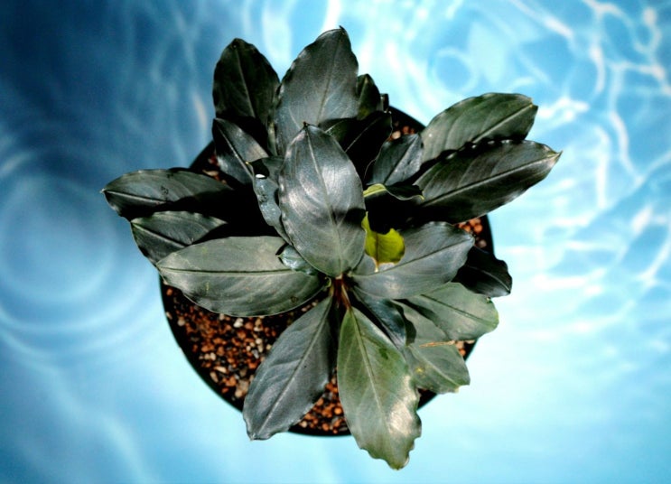 Bucephalandra 