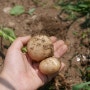 마늘 양파 감자 수확시기 캐는시기