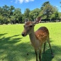 오사카 여행 DAY6_ 나라 사슴공원