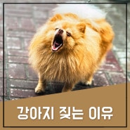 강아지 짖는이유 못짖게 하려면 이렇게 가르쳐주세요!