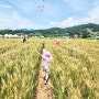 양평 밀축제 서울근교 아이와 가볼만한곳 인증샷 남기기 좋음