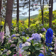 가평 아침고요수목원 수국 전시회 실시간 후기 방문팁