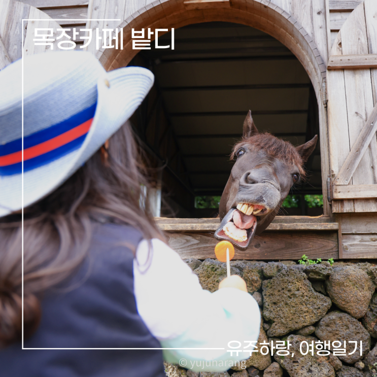 아이랑 제주도 여행 코스 성산승마 목장카페 밭디 : 네이버 블로그
