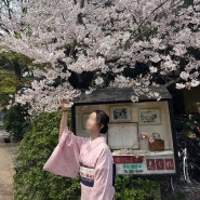 일본 교토 벚꽃여행 2일차 기모노 체험과 기요미즈데라