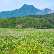 울릉도 가볼만한곳 경북 섬 여행 추천 나리분지 특산물 트레킹 코스