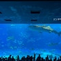 [일본여행] 오키나와 3일차 :: 놓치면 안돼요- 돌고래쇼와 고래상어가 있는 츄라우미 수족관, 오키나와 빙수 맛집 추천