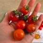 베란다에서 수경재배로 키우기 좋은 키작은 토마토 열매 수확과 채종