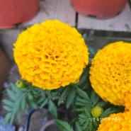 6월에 피는꽃 메리골드 키우기 씨앗 모종 꽃말 노란색꽃 효능