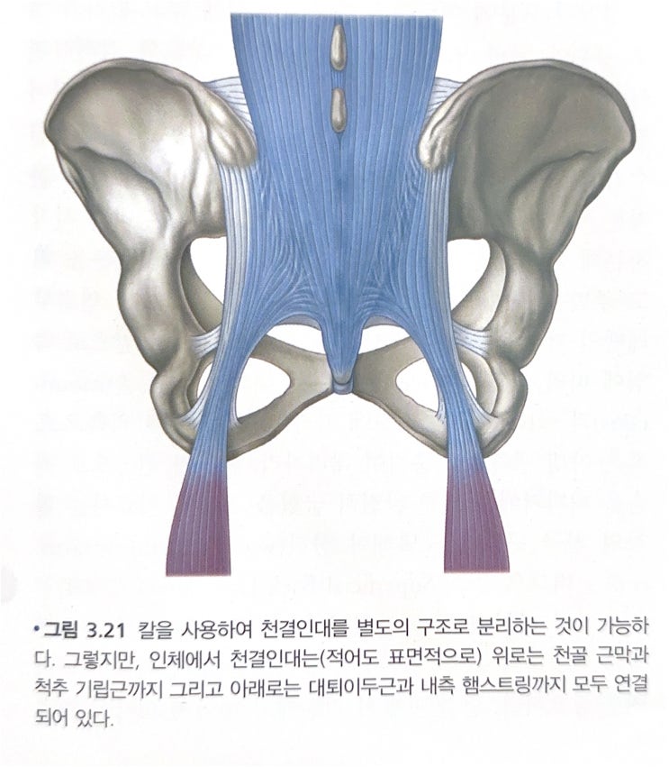 CHAPTER 3 표면후방선 2 : 네이버 블로그