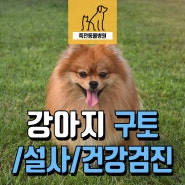 13살 강아지 구토, 설사로 종합 건강검진받았어요! - 용인 동백 죽전동물병원