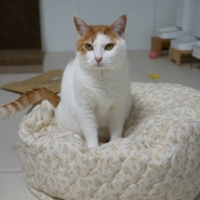 고양이 기절 방석 추천 꽃무늬 누빔 빈백 원형 방석 커버