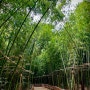 [여행] 울산 태화강국가정원 십리대숲