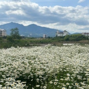 속초카페 내돈내산 데이지 만개 사진 찍기 좋은 도평커피와 더엠브로시아