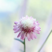 목마가렛 퍼플 스플래쉬, 기다렸던 첫 꽃 연한 색감의 꽃 목마가렛 키우기