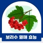 보리수수확시기 보리수열매 먹는법 효능 제철에 먹어봐요