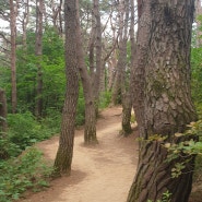 [원주]맨발로 걷기 좋은 운곡 솔바람 숲길2, 개미도 걷기 좋은 길?(240602)