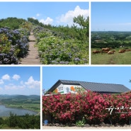 제주도 6월 여행 제주 오름 추천 영주산 천국의계단 산수국