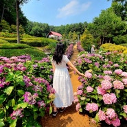 율봄 식물원 수국 보며 산책! 경기도 광주 수국명소 6월 가볼만한곳