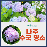 [나주] 아름답고 다양한 색상의 수국이 모여있는 곳 수국 명소 느러지 전망대 꽃 나들이