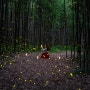 구룡마을 대나무숲 반딧불이 촬영