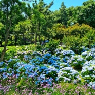 울산 장생포 수국 축제 꽃구경 후기 +입장료 주차장