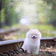 전주 팔복동 기차길에서