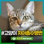 고양이 치아흡수병변 증상과 치료 방법은 치아 발치?