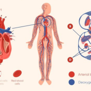 [방배동PT, 방배역PT] 심장호흡기능 유지의 중요성