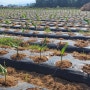황금보석2호밭강황울금뿌리가 잘자라게하는재배방법으로 비닐찢어주기했어요