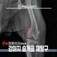 강아지 슬개골 재탈구 발생해 신도림S동물병원에서 재수술 후기(보행동영상)
