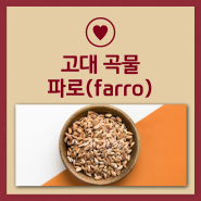 고대곡물 파로 farro 뜻 효능 섭취 주의점 정리해보면