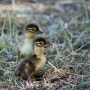 원앙 (Mandarin Duck) 이소하는 날