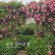 창원 장미공원 6월 꽃구경 끝물